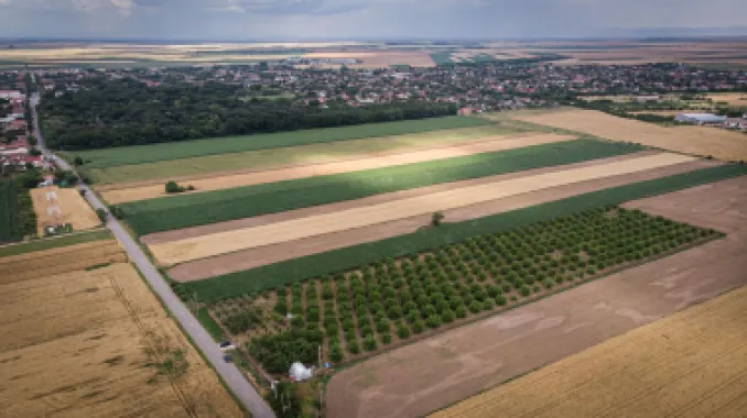 Livadă de nuci altoită și ecologică 2.5ha