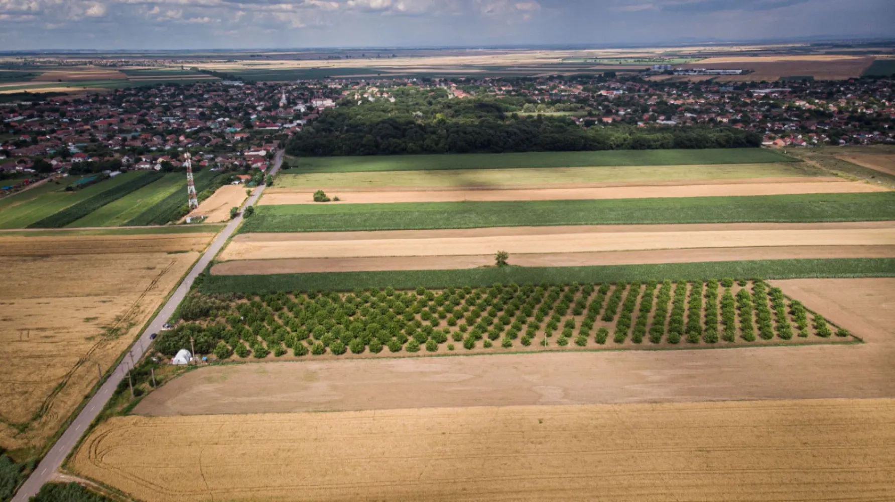 Livadă de nuci altoită și ecologică 2.5ha - PropertyLab vă propune spre achiziție 2.5 ha livadă altoită și ecologică de nuci pe rod cu următoarele caracteristici : -livada a fost plantată în anul 2015 însumând peste 300 de nuci, -soiuri Miroslava Pescianski și Cogâlniceanu cu schema 8/16 cu polenizator, -nucii sunt plantați pe un teren îngrădit cu plasa de Buzău, cu curent electric cu apă, 3 fântâni forate, accesul este la șosea, -livada mai are 50 de cireși, 50 de meri, peri, pruni și caiși, toți pomii fiind altoiți. O livadă de nuci pe rod de 2.5 hectare este o proprietate impresionantă și poate fi o oportunitate excelentă pentru cultivatorii de nuci. Soiurile menționate, Miroslava Pescianski și Cogâlniceanu, sunt dintre soiurile cu potențialul cel mai mare de fructificare. Schema 8/16 se referă la distanța de plantare dintre arbori și rânduri. Aici, arborii de nuci sunt plantați la o distanță de 8 metri între ei în rând și la 16 metri între rânduri. Această schemă oferă arborilor spațiu suficient pentru a se dezvolta și pentru a primi cantitatea adecvată de lumină și nutrienți. Faptul că livada este îngrădită cu plasă de Buzău indică o măsură de protecție împotriva animalelor sălbatice și a eventualelor daune cauzate culturilor. Prezența a trei fântâni forate și a accesului la șosea sunt avantaje adiționale, deoarece asigură un acces ușor la apă și transportul recoltelor. Prezența altor specii de arbori fructiferi, cum ar fi cireșii, merii, perii, prunii și caișii, adaugă diversitate și posibilități suplimentare de venituri din livadă. Fiind altoiți, acești arbori fructiferi sunt selecționați pentru a produce soiuri superioare și potențial mai rezistente. Pentru mai multe detalii, fotografii sau pentru a face o ofertă, nu ezitați să mă contactați. Andreea Covaci - consultant imobiliar PropertyLab Telefon: 0751479311 Cod proprietate 1727129 }}