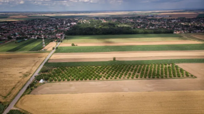 Livadă de nuci altoită și ecologică 2.5ha