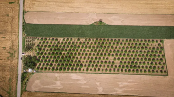 Livadă de nuci altoită și ecologică 2.5ha