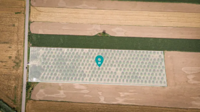 Livadă de nuci altoită și ecologică 2.5ha