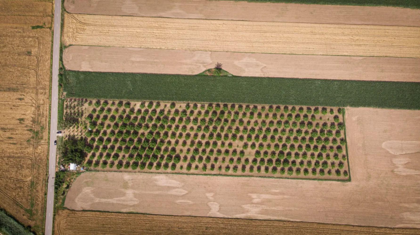 Livadă de nuci altoită și ecologică 2.5ha