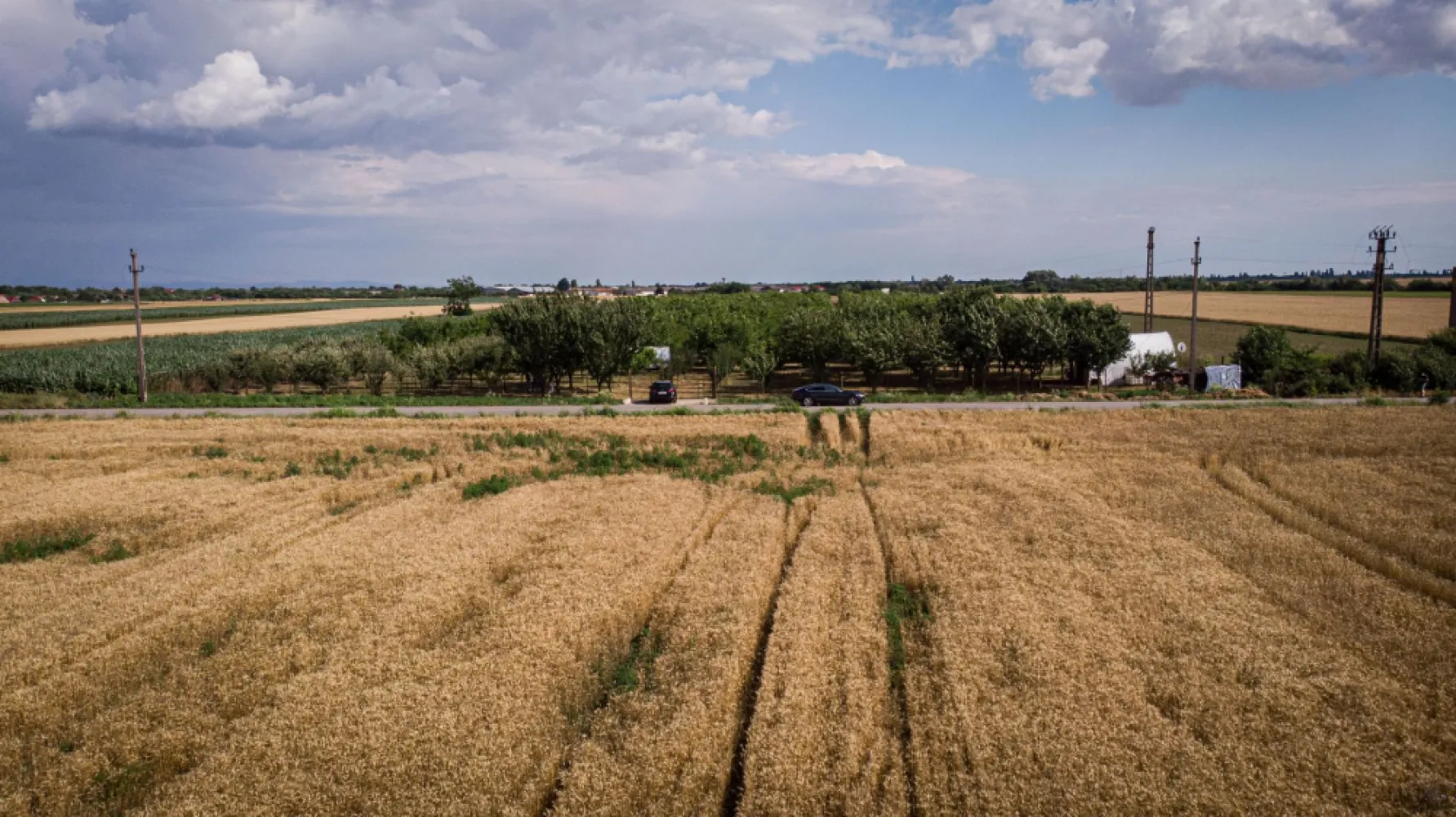 Livadă de nuci altoită și ecologică 2.5ha