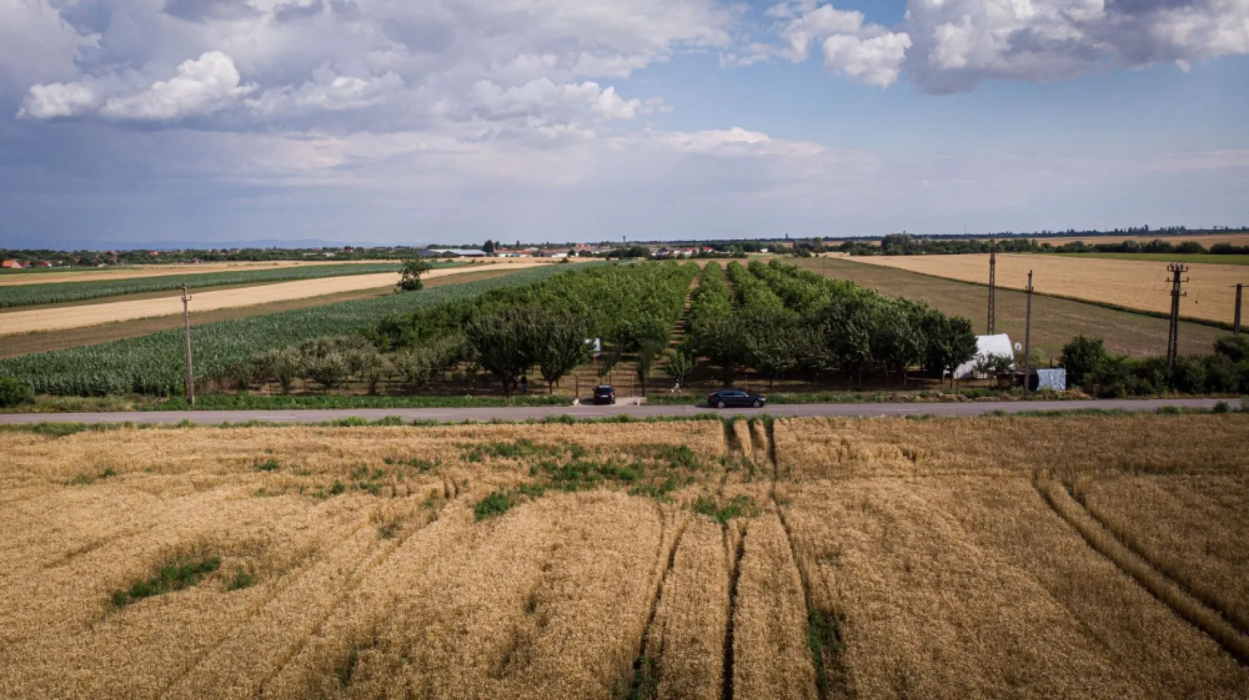 Livadă de nuci altoită și ecologică 2.5ha