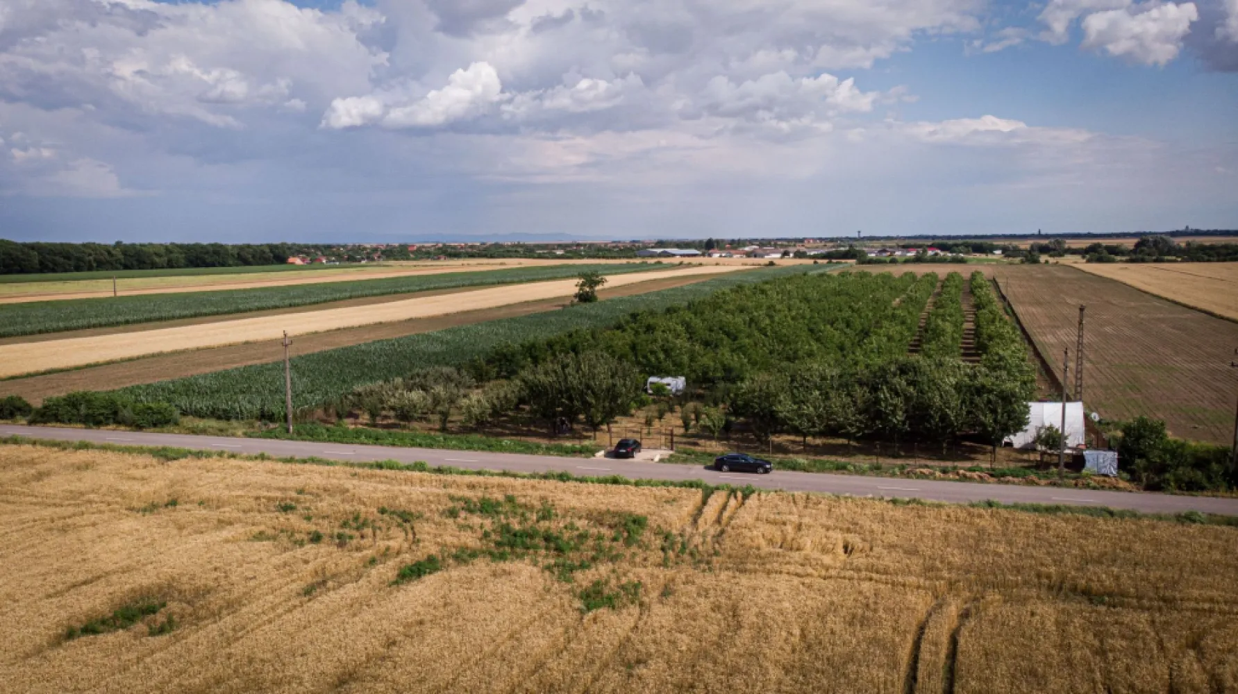 Livadă de nuci altoită și ecologică 2.5ha