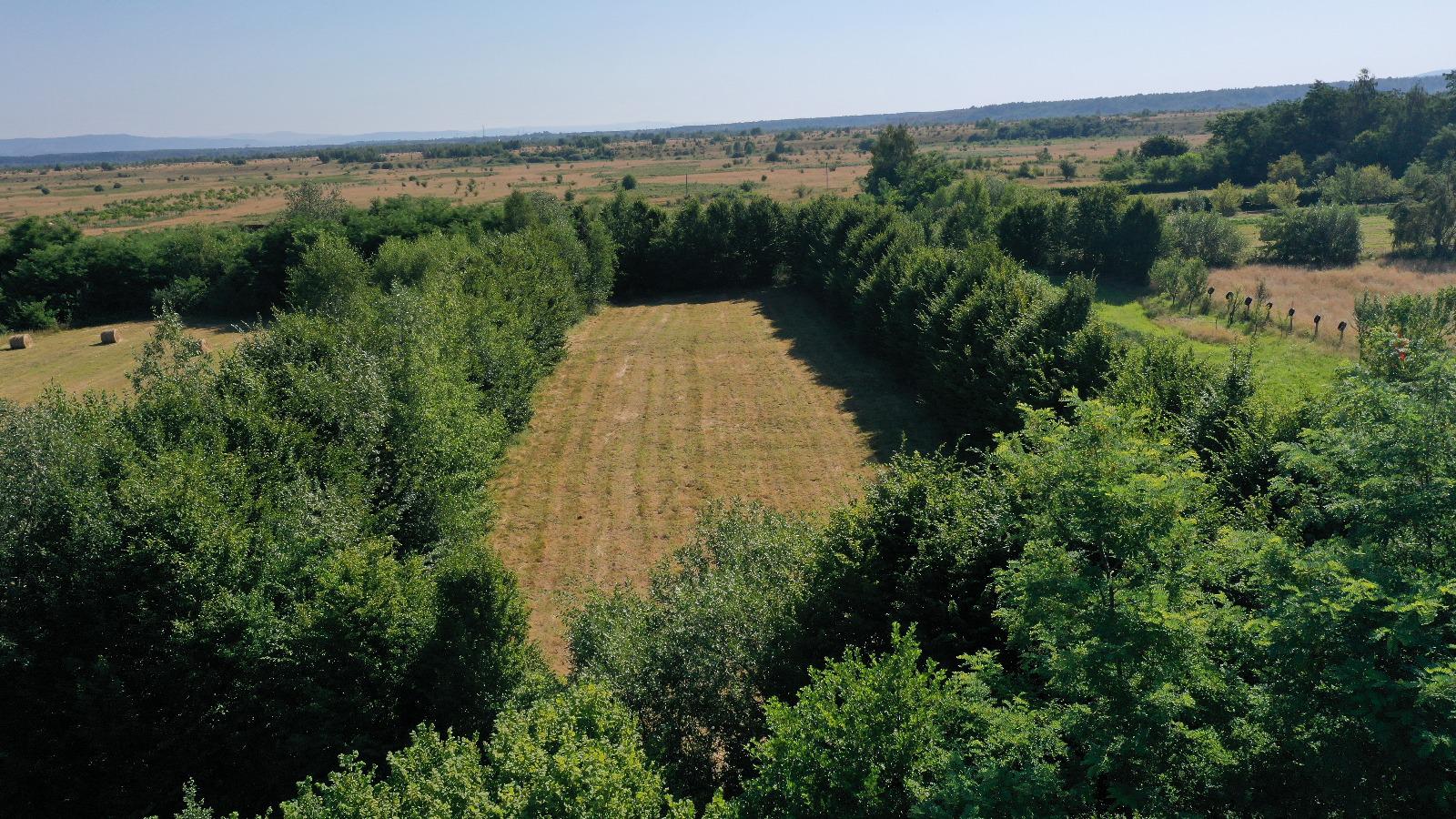Teren de vânzare pe Valea Avrigului – locație superbă la poalele munților!
