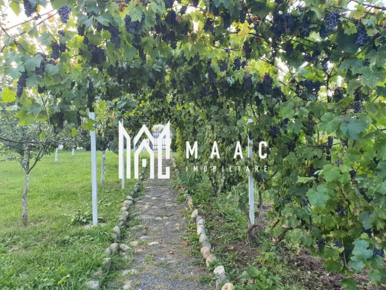 Teren Intravilan | 634 MP | Livada | Cisnadie - MAAC Imobiliare vă propune spre vânzare un teren intravilan pentru construcția unei case, situat în Cisnădie – una dintre cele mai apreciate și frumoase zone ale localității. Amplasat într-o zonă liniștită, cu acces facil către punctele de interes. Terenul oferă un cadru ideal pentru construirea unei locuințe familiale, îmbinând confortul urban cu natura. Terenul este împrejmuit integral, cu gard solid, poartă și portiță din fier forjat, oferind intimitate și siguranță. Utilități complete, la poartă: - gaz - curent electric - apă și canalizare - fibră optică - iluminat stradal - drum asfaltat Avantaje și facilități existente pe teren: - livadă cu aproximativ 35 de pomi fructiferi pe rod - cultură de căpșuni - 3 vițe de vie mature, cu producție generoasă (aprox. 500 kg struguri) - filigorie – ideală pentru relaxare - fântână mare - toaletă - spațiu special amenajat pentru depozitarea lemnelor Pentru mai multe detalii si pentru programarea unei vizionari contactati echipa MAAC impbiliare specificand ID: CP2855559 }}