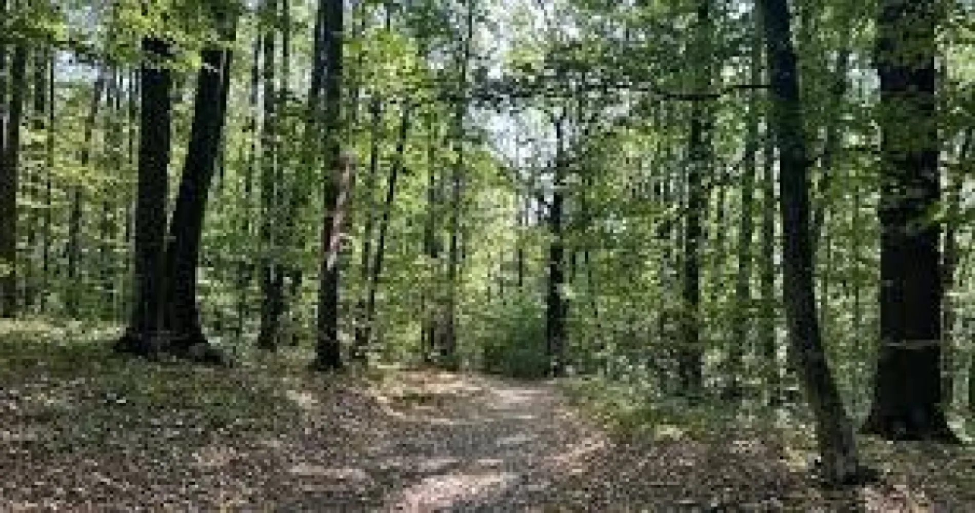 🌲 Teren 7.100 mp cu pădure proprie – Bârnova, lângă Iași - 🌲 Teren 7.100 mp cu pădure proprie – Bârnova, lângă Iași
Posibilitate construcție cabană | Utilități la drum

💰 Preț listare: 65.000 €

🔥 Preț promoțional doar până la 30.04.2026: 55.000 €

📍 Locație: Bârnova
🌳 Suprafață teren: 7.100 mp
🏞 Categorie: extravilan – pădure

Proprietate rară situată într-una dintre cele mai apreciate zone naturale din apropierea municipiului Iași, ideală pentru dezvoltarea unei cabane private, retreat în natură sau proiect eco-turistic de dimensiuni reduse.

Terenul oferă combinația rară dintre pădure proprie, suprafață generoasă și acces direct la utilități.

📐 Caracteristici teren

• Suprafață totală: 7.100 mp
• Deschidere la drum principal: ~35,28 ml
• Lățime în partea opusă: ~42,38 ml

Forma terenului permite amplasarea unei construcții retrase, în mijlocul naturii.

⚡ Utilități

Disponibile la limita proprietății:

✔ energie electrică
✔ apă
✔ canalizare

În plus:

✔stâlp electric amplasat pe teren

Accesul direct la utilități reduce semnificativ costurile de dezvoltare.

🏗 Posibilitate construcție

Conform reglementărilor locale:

📐drept de construire: 0,5% din suprafață

Adică:

🏡maxim ~350 mp construcție

Ideal pentru:

• cabană premium
• locuință de vacanță
• retreat în natură
• proiect eco-turistic

📍 Poziționare strategică

Zona Bârnova este cunoscută pentru:

🌲 păduri întinse
🥾 trasee de drumeție
🚴 ciclism montan
🌿 aer curat și liniște

Distanțe aproximative:

• 10–12 km – centrul municipiului Iași
• acces rapid către zona rezidențială Bucium
• zonă frecventată pentru relaxare și turism de weekend

🌟 Avantaje investiționale

✔ teren mare compact
✔ pădure proprie
✔ acces direct la utilități
✔ zonă naturală foarte căutată lângă Iași
✔ ideal pentru proiecte de tip eco-retreat