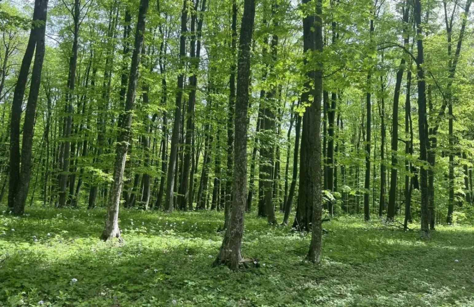 🌲 Teren 7.100 mp cu pădure proprie – Bârnova, lângă Iași - 🌲 Teren 7.100 mp cu pădure proprie – Bârnova, lângă Iași
Posibilitate construcție cabană | Utilități la drum

💰 Preț listare: 65.000 €

🔥 Preț promoțional doar până la 30.04.2026: 55.000 €

📍 Locație: Bârnova
🌳 Suprafață teren: 7.100 mp
🏞 Categorie: extravilan – pădure

Proprietate rară situată într-una dintre cele mai apreciate zone naturale din apropierea municipiului Iași, ideală pentru dezvoltarea unei cabane private, retreat în natură sau proiect eco-turistic de dimensiuni reduse.

Terenul oferă combinația rară dintre pădure proprie, suprafață generoasă și acces direct la utilități.

📐 Caracteristici teren

• Suprafață totală: 7.100 mp
• Deschidere la drum principal: ~35,28 ml
• Lățime în partea opusă: ~42,38 ml

Forma terenului permite amplasarea unei construcții retrase, în mijlocul naturii.

⚡ Utilități

Disponibile la limita proprietății:

✔ energie electrică
✔ apă
✔ canalizare

În plus:

✔stâlp electric amplasat pe teren

Accesul direct la utilități reduce semnificativ costurile de dezvoltare.

🏗 Posibilitate construcție

Conform reglementărilor locale:

📐drept de construire: 0,5% din suprafață

Adică:

🏡maxim ~350 mp construcție

Ideal pentru:

• cabană premium
• locuință de vacanță
• retreat în natură
• proiect eco-turistic

📍 Poziționare strategică

Zona Bârnova este cunoscută pentru:

🌲 păduri întinse
🥾 trasee de drumeție
🚴 ciclism montan
🌿 aer curat și liniște

Distanțe aproximative:

• 10–12 km – centrul municipiului Iași
• acces rapid către zona rezidențială Bucium
• zonă frecventată pentru relaxare și turism de weekend

🌟 Avantaje investiționale

✔ teren mare compact
✔ pădure proprie
✔ acces direct la utilități
✔ zonă naturală foarte căutată lângă Iași
✔ ideal pentru proiecte de tip eco-retreat