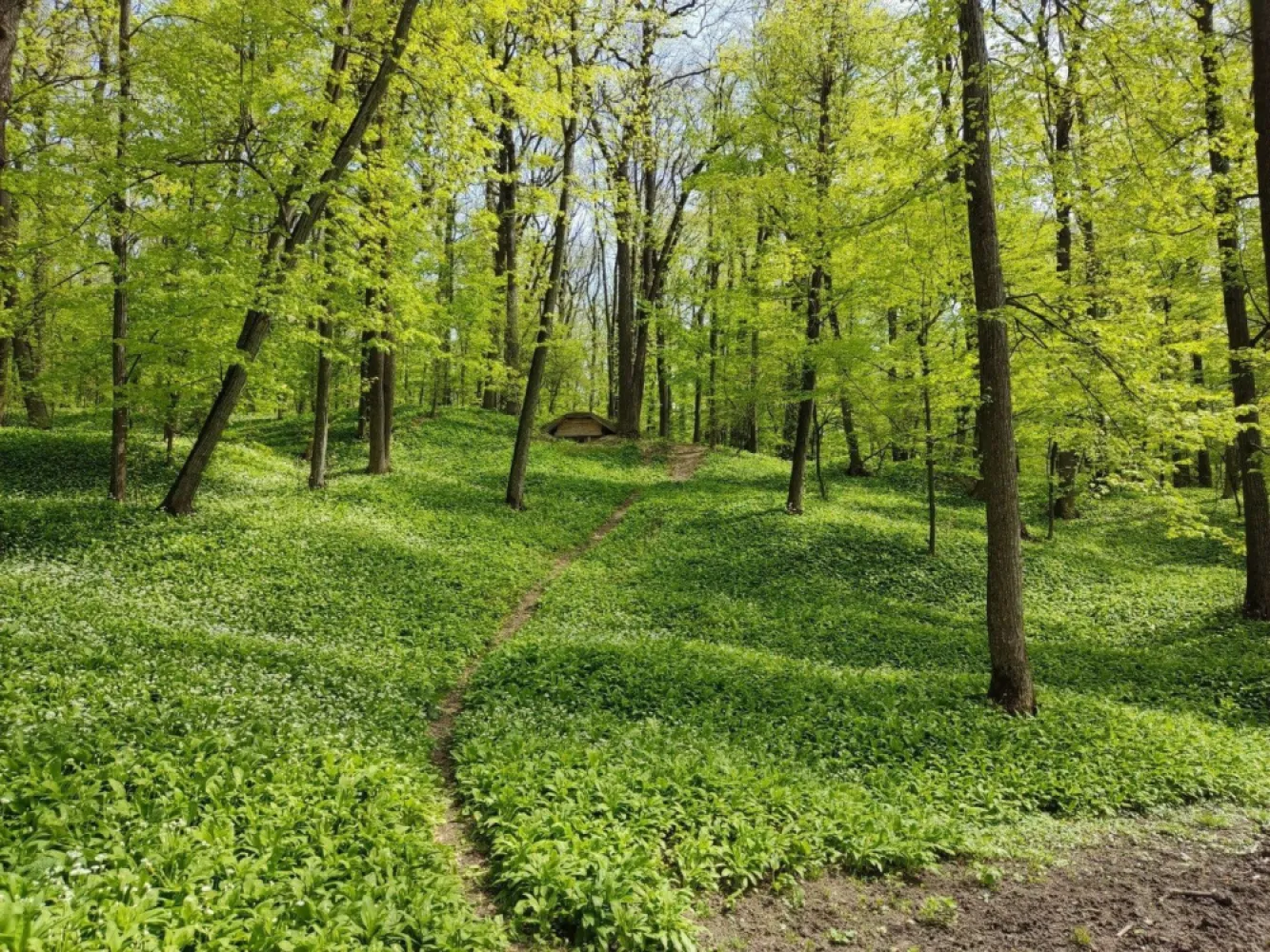 🌲 Teren 7.100 mp cu pădure proprie – Bârnova, lângă Iași - 🌲 Teren 7.100 mp cu pădure proprie – Bârnova, lângă Iași
Posibilitate construcție cabană | Utilități la drum

💰 Preț listare: 65.000 €

🔥 Preț promoțional doar până la 30.04.2026: 55.000 €

📍 Locație: Bârnova
🌳 Suprafață teren: 7.100 mp
🏞 Categorie: extravilan – pădure

Proprietate rară situată într-una dintre cele mai apreciate zone naturale din apropierea municipiului Iași, ideală pentru dezvoltarea unei cabane private, retreat în natură sau proiect eco-turistic de dimensiuni reduse.

Terenul oferă combinația rară dintre pădure proprie, suprafață generoasă și acces direct la utilități.

📐 Caracteristici teren

• Suprafață totală: 7.100 mp
• Deschidere la drum principal: ~35,28 ml
• Lățime în partea opusă: ~42,38 ml

Forma terenului permite amplasarea unei construcții retrase, în mijlocul naturii.

⚡ Utilități

Disponibile la limita proprietății:

✔ energie electrică
✔ apă
✔ canalizare

În plus:

✔stâlp electric amplasat pe teren

Accesul direct la utilități reduce semnificativ costurile de dezvoltare.

🏗 Posibilitate construcție

Conform reglementărilor locale:

📐drept de construire: 0,5% din suprafață

Adică:

🏡maxim ~350 mp construcție

Ideal pentru:

• cabană premium
• locuință de vacanță
• retreat în natură
• proiect eco-turistic

📍 Poziționare strategică

Zona Bârnova este cunoscută pentru:

🌲 păduri întinse
🥾 trasee de drumeție
🚴 ciclism montan
🌿 aer curat și liniște

Distanțe aproximative:

• 10–12 km – centrul municipiului Iași
• acces rapid către zona rezidențială Bucium
• zonă frecventată pentru relaxare și turism de weekend

🌟 Avantaje investiționale

✔ teren mare compact
✔ pădure proprie
✔ acces direct la utilități
✔ zonă naturală foarte căutată lângă Iași
✔ ideal pentru proiecte de tip eco-retreat