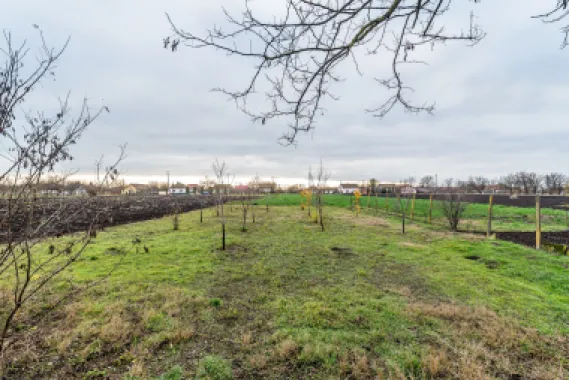 Casă + livadă tânără + curte 2.500 mp în Dorobanți