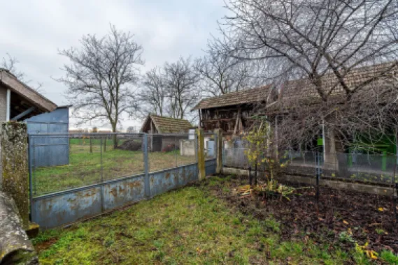 Casă + livadă tânără + curte 2.500 mp în Dorobanți