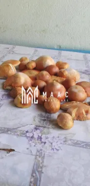 Proprietate cu 60000 mp pamant la pret de apartament