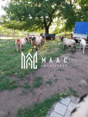 Proprietate cu 60000 mp pamant la pret de apartament