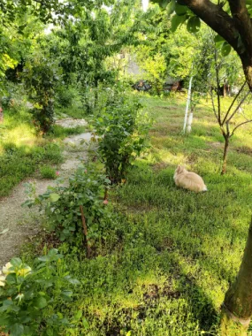 Descriere Super ofertă Doar luna iulie!!!  Casă 3 camere ,bucatarie + 1000 mp teren | Singureni Stejaru | 27 km de București Se vinde casă bătrâneasc