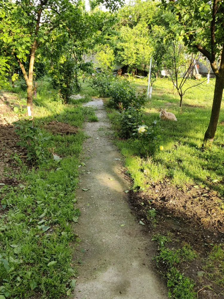 Descriere Super ofertă Doar luna iulie!!!  Casă 3 camere ,bucatarie + 1000 mp teren | Singureni Stejaru | 27 km de București Se vinde casă bătrâneasc