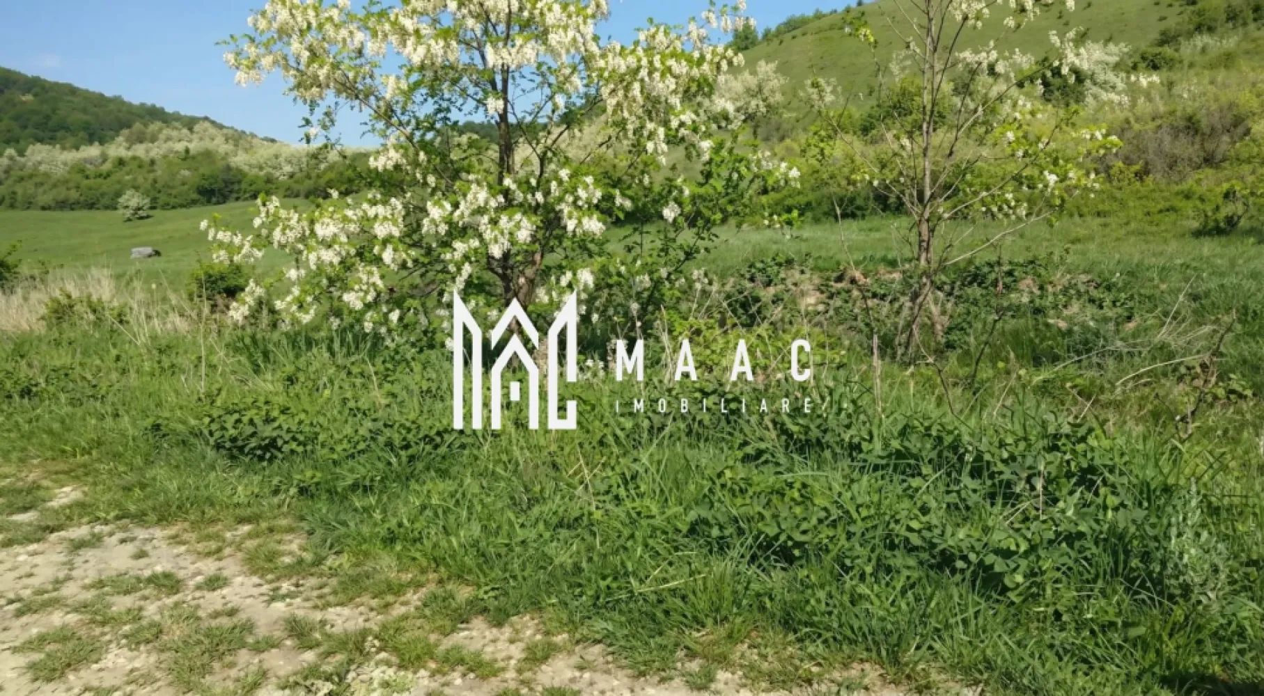 Teren extravilan 1200 | Zona de lacuri | Pretabil cabana - Maac Imobiliare vă propune spre vânzare un teren amplasat într-una dintre cele mai frumoase zone naturale din apropierea Sibiului – ieșirea din Orlat spre Sibiel, chiar lângă lacuri, într-un cadru care îmbină liniștea, verdele intens și aerul curat de munte. Caracteristicile proprietății Deschidere: 12 ml Topografie: teren drept, ideal pentru construcții ușoare Acces: Drum pietruit, ușor practicabil De ce merită văzut acest teren? Poziționarea lângă lacuri oferă un decor spectaculos, perfect pentru cei care visează la o cabana de recreere, un retreat privat sau chiar amenajarea unui loc de relaxare cu lac pentru pești. Zona este renumită pentru peisajele sale naturale și pentru apropierea de Sibiel – una dintre cele mai vizitate și autentice zone turistice din Mărginimea Sibiului. Este o oportunitate excelentă atât pentru persoane fizice care caută un loc de refugiu în natură, cât și pentru investitori care doresc să dezvolte un concept turistic într-o zonă cu potențial ridicat. Un teren care nu se vinde, ci se trăiește! Pentru mai multe detalii si programarea unei vizionari, va invitam sa contactati Maac imobiliare, specificand: CP2822948 }}