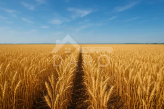 Vanzare de teren agricol in localitatea Voivodeni.