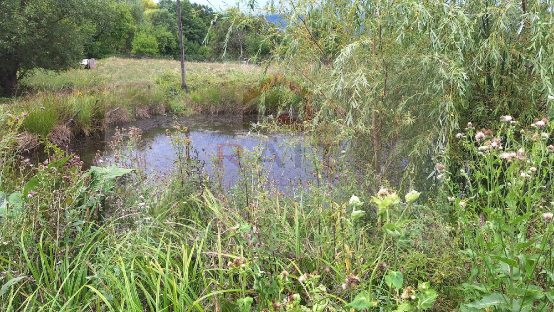 VANZARE ANSAMBLU CASUTE BRADULET ARGES