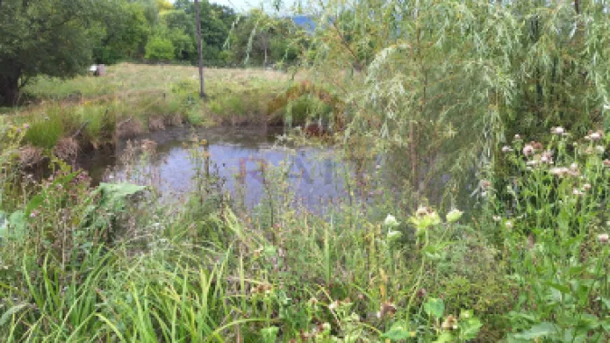 VANZARE ANSAMBLU CASUTE BRADULET ARGES