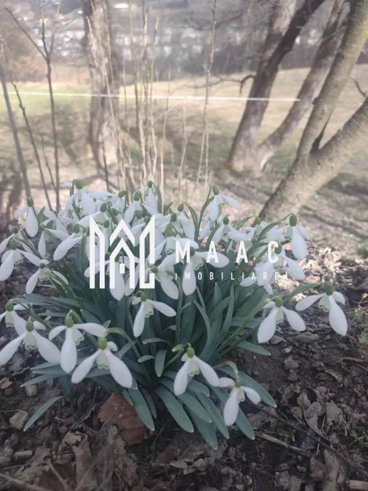 Casa Vantului si 8000 metri patrati in Abrud - MAAC Imobiliare va ofera spre vanzare la iesirea din orasul Abrud, unde munții își întind brațele către vale, se află Casa Vântului. Nu era o locuință obișnuită; era o poveste întruchipată în piatră și lemn, cu răsuflarea pământului în fiecare colț. Casa locuita de proprietari in acest moment Era compusă din două dormitoare, fiecare cu ferestre largi ce prindeau soarele dimineața și lună noaptea. Bucătăria, mică și eficientă, avea un cuptor cu lemne care pâlpâia în serile de iarnă, iar aroma de plăcinte umplea întreaga casă. Baia, simplă și curată, era locul liniștit unde apa curgea dintr-un izvor propriu. Camera, ascunsă după o ușă masivă, păstra conserve, jambale și mirodenii, păstrând proviziile pentru lungile ierni. Scările interioare, din lemn solid, duceau la holul luminat de o lampă veche, care era punctul de întâlnire al tuturor căilor din casă. Terasa, largă și acoperită, era ochiul casei spre lume, unde stăteau să privească cerul și livezile. Grajdul și Fânarul Departe de casă, dar încă în sânul proprietății, se afla grajdul. Nu era doar un loc pentru animale; era un spațiu de viață. Căluții își scuturau coamele la briza de amiază, și vacile rumega liniștit. Fânarul, înalt și umbrit, păstra iarba uscată, mirosul de summer înghețat în bălți de aur. Livezile și Pământul Livezile se întindea pe o parte a terenului de 8000 de metri pătrați – meri, peri și cireși își înălțau ramurile spre soare. În primăvară, ele se îmbrăcau în floare, iar toamna, rodul era atât de mult că se împărțea cu întreg satul. Restul pământului era o alternanță de pajiști și pădure mică, unde copacii bătrâni păstrau tăcerea veșnică a munților. Viața în Casa Vântului Aici, viața nu era măsurată în ore, ci în sezoane. Diminețile începeau cu cântecul cocoșilor, zilele erau umplute cu lucrul pământului și îngrijirea animalelor, și serile se încheiau pe terasa, sub stele. Casa nu era doar un loc de locuit; era un organism care trăia și respira cu cei care o umpleau. Fiecare cameră avea o poveste, fiecare colț păstra o amintire, și întreaga proprietate era o hartă a unei vieți simple, dar pline. În Abrud, judetul Alba, Casa Vântului nu era doar o construcție; era o parte a pământului, o bucată de istorie și un refugiu pentru sufletele care căutau liniștea și rostul în ritmurile naturale ale vieții. Așa stătea, solidă și generoasă, așteptând să împartă din caldul ei cu oricine trecea pe la ușa ei. Pentru mai multe detalii precizati telefonic ca ati vazut anuntul cu ID CP3047140. }}