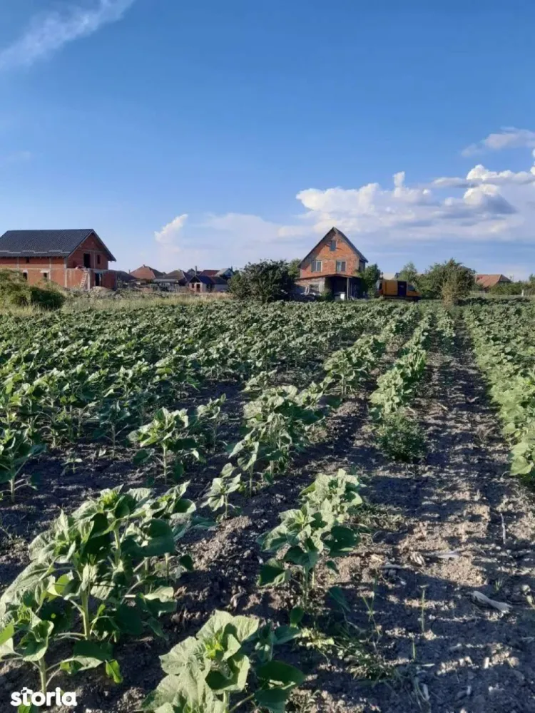 Ag EUROPA vinde 8 ari teren intravilan in Amati cu frontul de 30 metri - Ag. EUROPA vinde 8 ari teren intravilan in Amati cu frontul de 30 metri, pe o strada laterala. Rețeaua de canalizare este în apropiere.