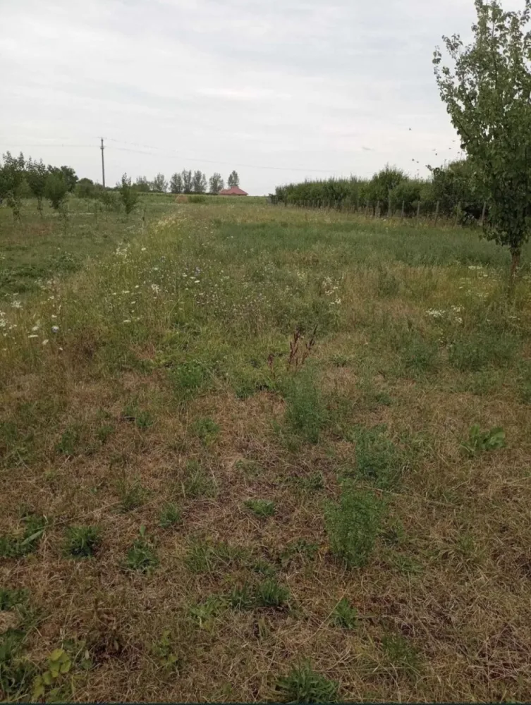 Casa cu teren de vanzare-Satmarel, Satu Mare
