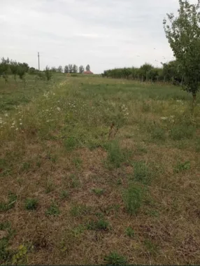 Casa cu teren de vanzare-Satmarel, Satu Mare