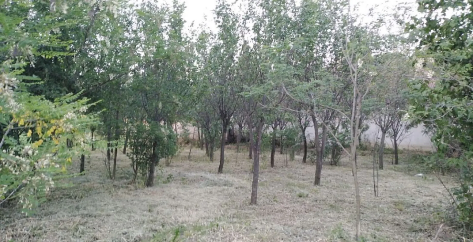 Ocazie unica 2case +1 loc casa/teren - Vând proprietate Chereușa Jud Satu mare la drumul principal cu 2 case + loc casa/ teren , Bucătărie de vara cu beci in subsol și gospodărie pentru animale . Ideal pentru o familie extinsă și / sau afacere ! Casa portocalie 2800mp Casa- 2 camere, baie , Bucătărie + Bucătărie de vara , beci , gospodărie pentru animale Casa gri 1467 mp Casa 3 camere locuibil și/ sau amenajat pentru spațiu comercial Loc casa teren 1400 mp Total 5667 mp REȚEA DE GAZ LA STRADĂ !!!! Preț 39.900 euro !!! Pentru mai multe informații va rugam se ne contactați prin WhatsApp 001-312-451-3724 Și telefon mobil : 0 ************21 Nicu 0 **********98 Giorgi
