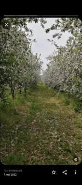 Casa 81mp, teren 81 ari, anexe, pomărie tânără de meri de vânzare
