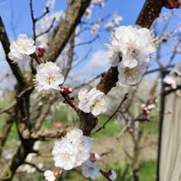 Avatar Geanina-Elena Iftime logo